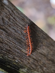 Helicorthomorpha