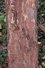 Odontotermes formosanus