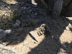 Cardionema ramosissimum