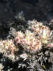 Cardionema ramosissimum