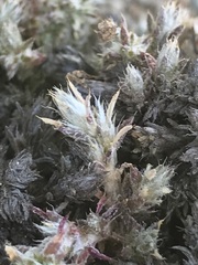 Cardionema ramosissimum