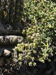 Solanum brachyantherum