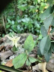 Dolichandra unguis-cati