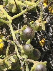 Solanum brachyantherum