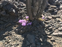 Alstroemeria violacea