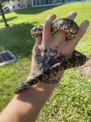 Nerodia fasciata pictiventris