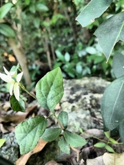 Dolichandra unguis-cati