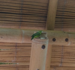 Forpus conspicillatus