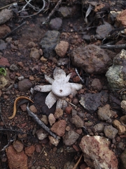 Astraeus hygrometricus
