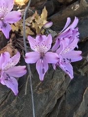 Alstroemeria violacea