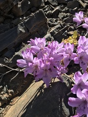 Alstroemeria violacea