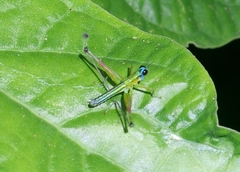 Eumastacini