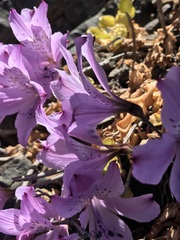 Alstroemeria violacea