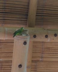 Forpus conspicillatus
