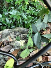 Dolichandra unguis-cati