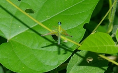 Eumastacini