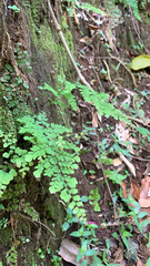 Adiantum concinnum image