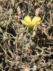 Oxalis