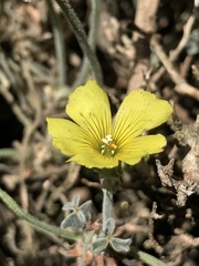 Oxalis