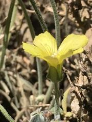 Oxalis