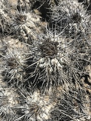 Copiapoa atacamensis