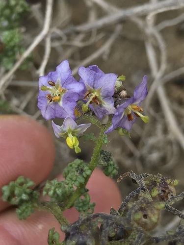 Solanum brachyantherum