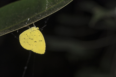 Eurema blanda arsakia