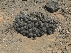 Copiapoa atacamensis