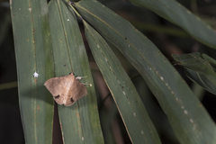 Oxyodes scrobiculata