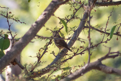 Troglodytes aedon