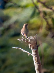 Troglodytes aedon