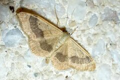 Idaea aversata