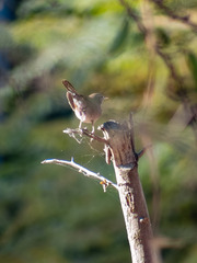 Troglodytes aedon