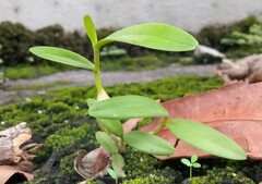 Dendrobium crumenatum