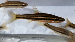 Chrosomus erythrogaster