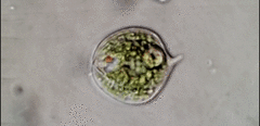 Phacus orbicularis