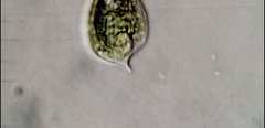 Phacus orbicularis