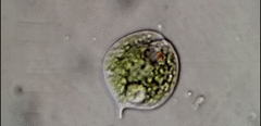 Phacus orbicularis