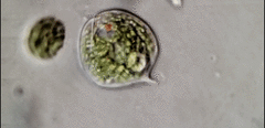 Phacus orbicularis