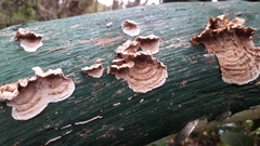 Stereum sanguinolentum