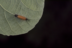 Spilarctia subcarnea