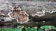 Stereum sanguinolentum