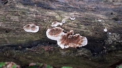 Stereum sanguinolentum