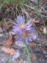 Symphyotrichum pratense