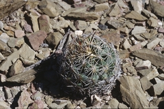 Coryphantha cornifera