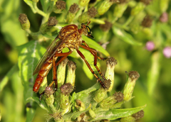 Diogmites angustipennis
