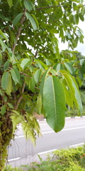 Ficus caulocarpa