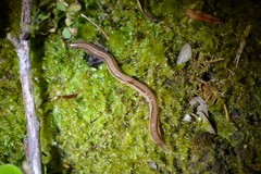 Australopacifica