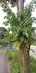 Ficus caulocarpa