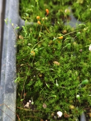 Funaria hygrometrica